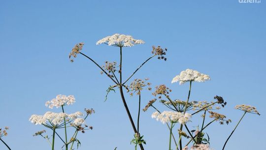 Groźny barszcz Sosnowskiego znów atakuje