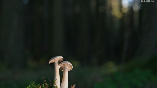 Grzybiarz stracił orientację w lesie