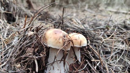 Grzybiarz zgubił się w lesie. Pomogli policjanci 