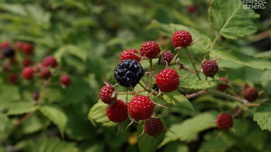 Grzybobranie, jarmark i leśne tematy dla całej rodziny