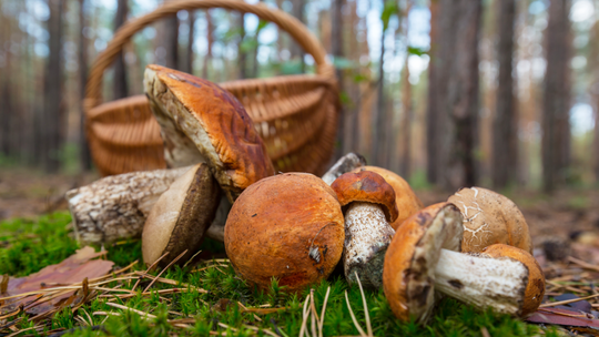 Grzyboznawca pomoże rozpoznać grzyby jadalne