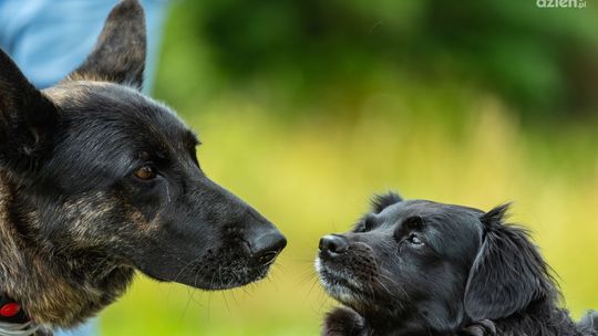 I Wystawa Psów Nierasowych w Chęcinach (fotorelacja)