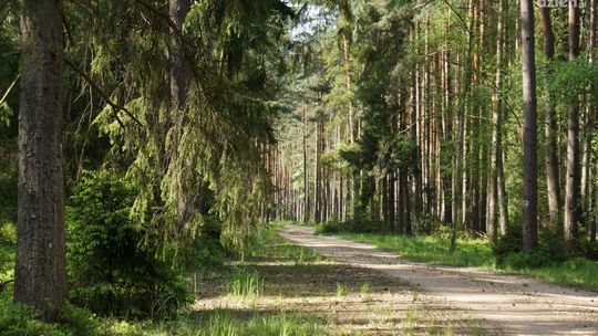 Im dalej w las tym więcej...