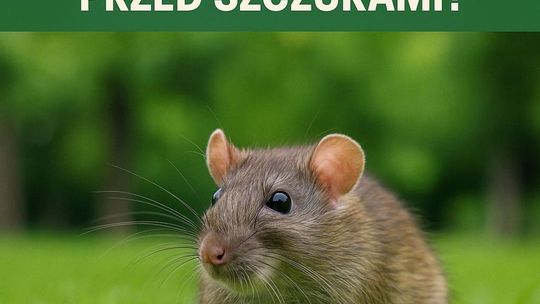 Inwazja szczurów w Kielcach? Jest pomysł na rozwiązanie problemu