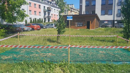 Inwazyjna roślina w Kielcach. Kielecka Spółdzielnia Mieszkaniowa rozpoczęła walkę z rdestowcem japońskim