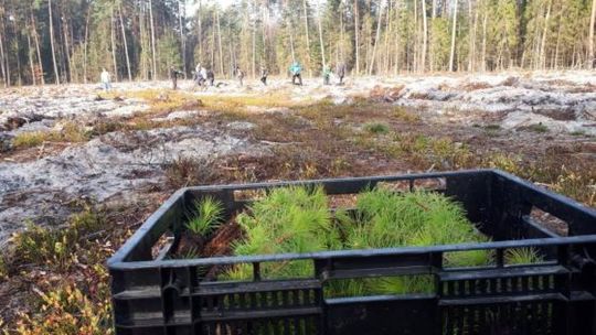 Jacek Sobolak: w lasach trwają intensywne prace odnowieniowe