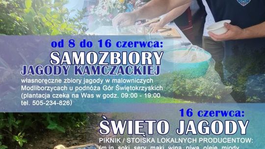 Jagodowe pole zaprasza na samodzielne zbieranie jagody kamczackiej 