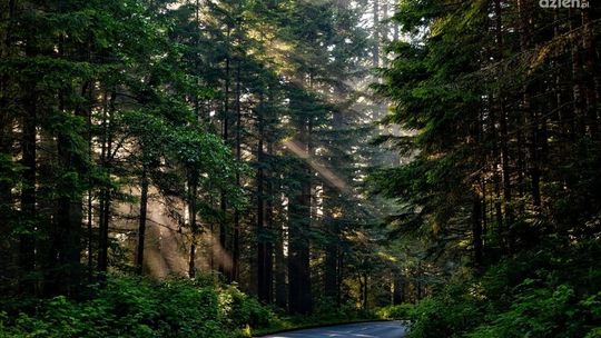 Jak dobrze przygotować się do wycinki drzew?