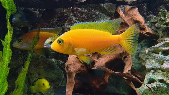 Jak karmić ryby w akwarium?