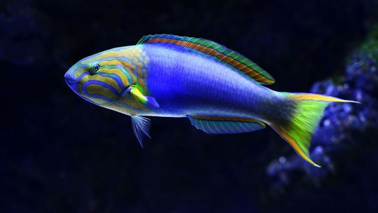 Jak łączyć ryby w akwarium? To musisz wiedzieć!