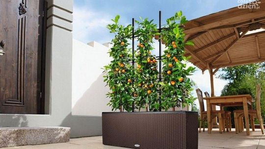 Jak uprawiać warzywa i owoce w doniczkach na tarasie?