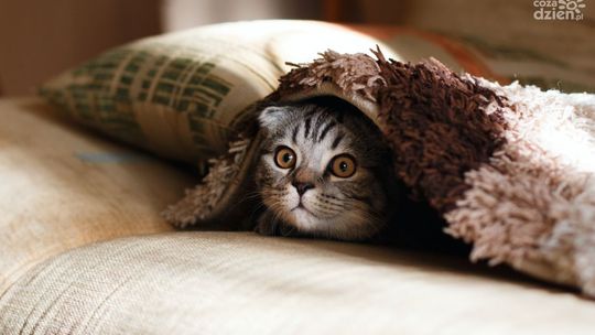 Jak wybrać idealne legowisko dla kota?