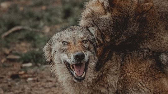 Jakie sekrety skrywają wilki? Dowiecie się podczas „Wilczego rendez-vous”
