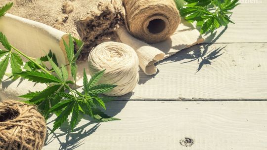 Jakie zastosowanie mają konopie włókniste ?