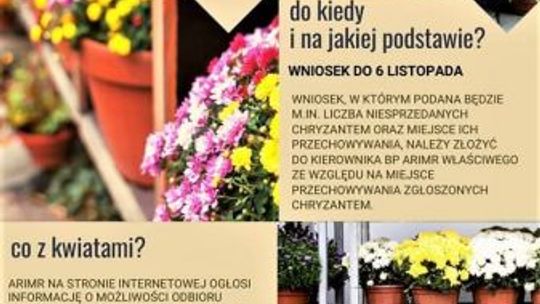 Józef Cepil: Rusza pomoc dla producentów i sprzedawców chryzantem