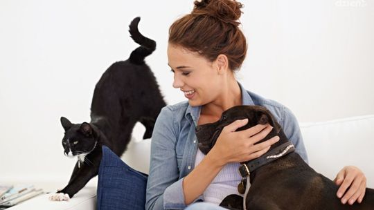 Karma Delcon — najlepsze jedzenie, którego potrzebuje Twój pupil do prawidłowego funkcjonowania