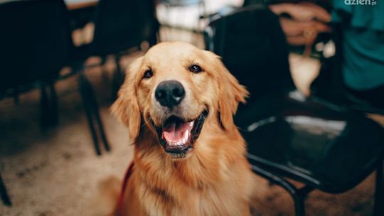 Kielce oraz powiat kielecki zagrożone wścieklizną? Wprowadzono obostrzenia dla właścicieli psów i kotów