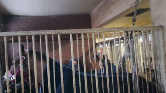 Kieleccy strażacy uratowali życie konia