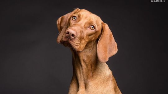 Kielecka Straż Miejska przygotuje akcję dla miłośników psów