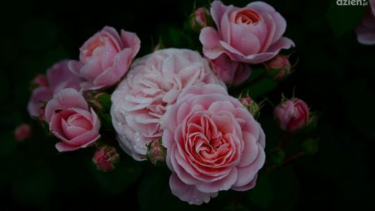 Kielecki Ogród Botaniczny ma za sobą udany sezon!