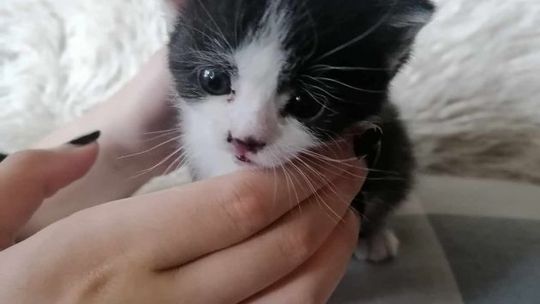 Kieleckie schronisko ma nową stronę internetową