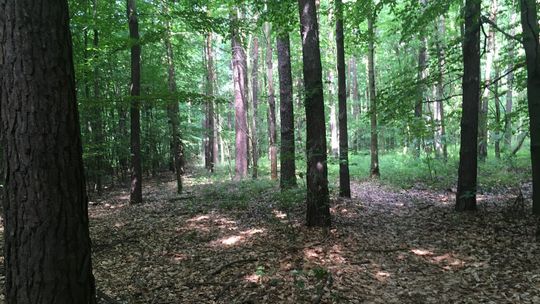 Kleszcze ciągle groźne