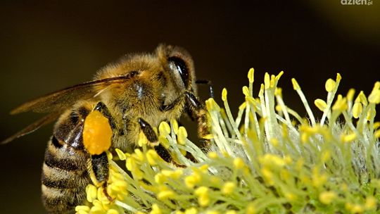 Kochajmy Zapylacze — happening w Kielcach