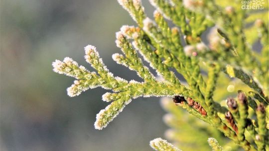 Kolejna noc z temperaturą poniżej zera