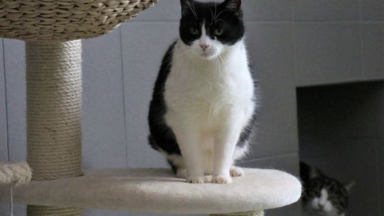 Komunikat Głównego Lekarza Weterynarii w związku z zachorowaniami kotów