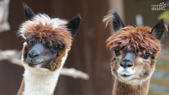 Koń "Wigor" i osiołek "Dyzio" już są, być może dołączą do nich alpaki
