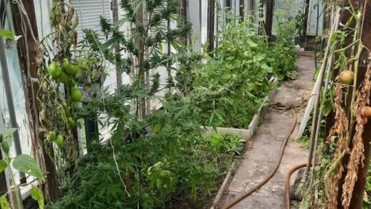 Konecki „ogrodnik” z zamiłowaniem do nielegalnych upraw