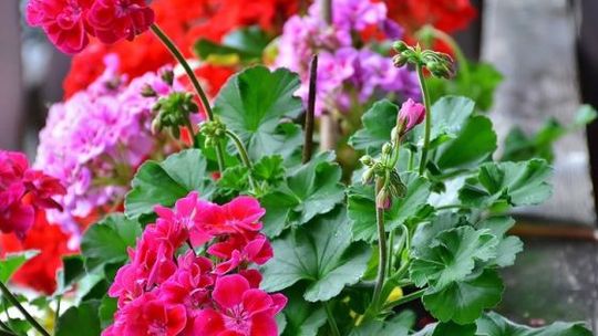 Konkurs na najpiękniejszy kielecki balkon