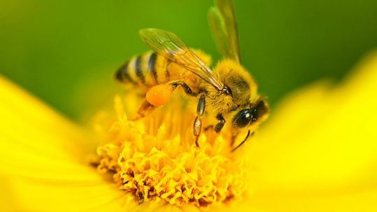 Konkurs plastyczny „Pszczoły – nasze życie”