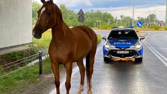 Koński uciekinier w rękach policjantów