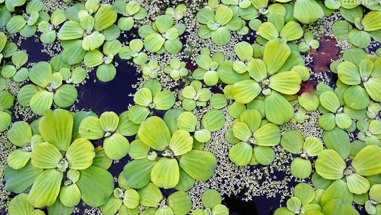 Korzyści zastosowania przydomowej oczyszczalni ścieków