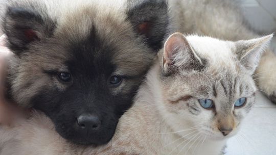 Kotki z królewską duszą czekają na domy – apel Schroniska w Kielcach