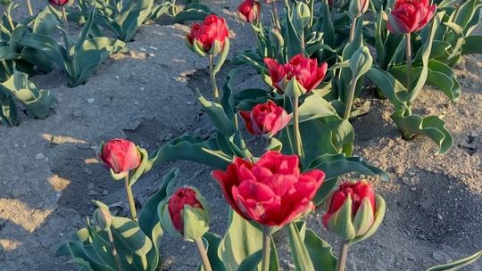 Królestwo tulipanów w Województwie Świętokrzyskim!