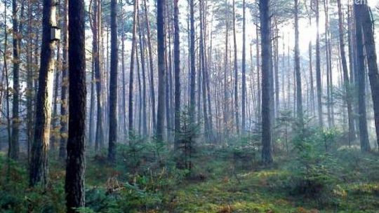 Lasy na nowe 100-lecie – wielka akcja sadzenia drzew w całej Polsce