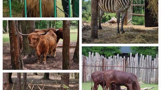 Leśne Zacisze zaprasza też w święta 