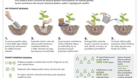 Leśnicy rozdadzą sadzonki drzew