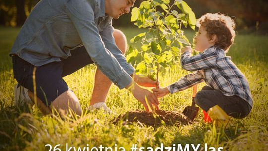 Leśniczy będą rozdawać sadzonki