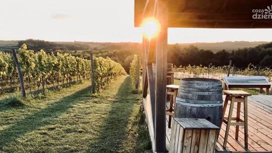 Majówka w winnicy Terra 