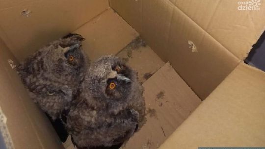 Małe sówki uratowane przez policjantów