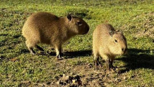 Maluchy w Zoo Leśne Zacisze