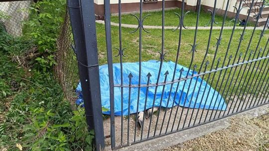 Martwy łoś na posesji w Ćmielowie 