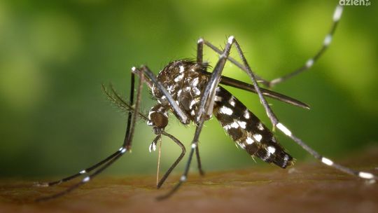 Miasto wypowiedziało wojnę komarom