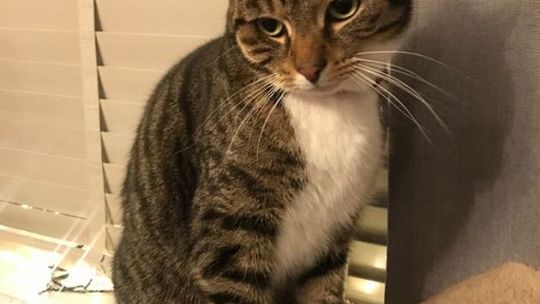 Miauu! Dziś koty świętują