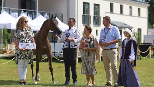 Michałów świętuje sukcesy podczas Dni Konia Arabskiego 2025