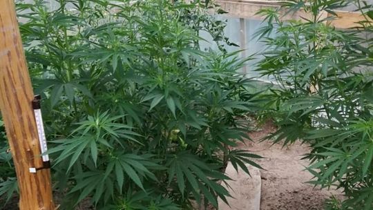 Między pomidorem, a papryką - bardzo nietypowy sposób uprawiania konopi