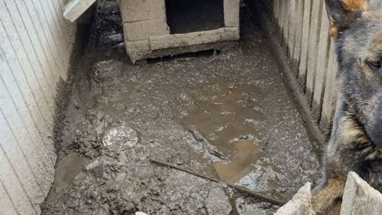 Mieszkaniec powiatu opatowskiego znęcał się nad psem! Usłyszał zarzuty